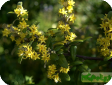 Corokia