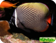Chaetodon collare 