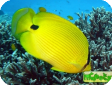 Chaetodon andamanensis 