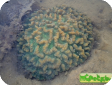 Pectinia sp. 
