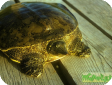 Apalone spinifera