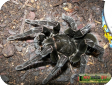 Pamphobeteus antinous  