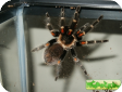 Brachypelma auratum