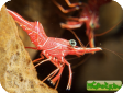 Rhynchocinetes durbanensis (Rh. uritai) 