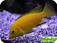 Labidochromis caeruleus