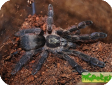 Tapinauchenius cupreus