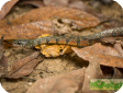 Xenochrophis trianguligerus