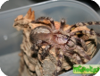 Poecilotheria fasciata