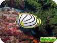 Chaetodon meyeri 
