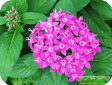 Pentas