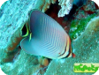 Chaetodon triangulum 