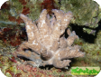 Alcyonium sp. 
