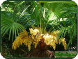 Trachycarpus fortunei