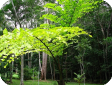 Caryota