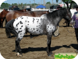 Американский пони (Pony of the Americas) 
