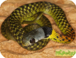 Rhabdophis subminiatus