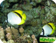 Chaetodon lineolatus 