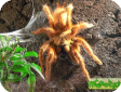 Pterinochilus murinus