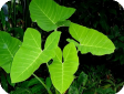Xanthosoma