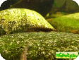 Gastromyzon zebrinus