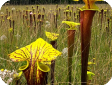 Sarracenia