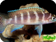 Neolamprologus cylindricus