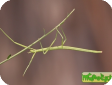 Phasmatidae
