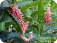 Zingiber officinale