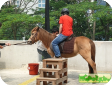 Батак пони (Batak Pony)