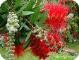 Callistemon