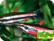 Nannostomus marginatus