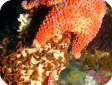 Asterodiscus truncatus 