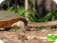 Chelodina expansa