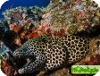 Gymnothorax favagineus 
