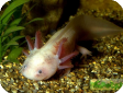 Ambystoma mexicanum