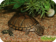 Sternotherus carinatus (Килеватая мускусная, Килеспинная замыкающаяся)