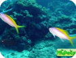 Pseudanthias (Mirolabrychthys) evansi 