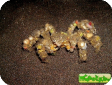 Camposcia retusa 