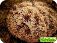 Toxopneustes sp.