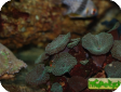 Corallimorpharia varia 