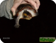Kinosternon leucostomum