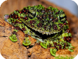 Theloderma corticale