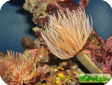 Sabellastarte spectabilis (S. indica, S. sanctijosephi) 
