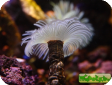 Bispira sp.  