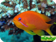 Pseudanthias squamipinnis 
