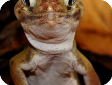 Teratoscincus microlepis