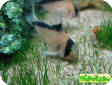 Corydoras melini