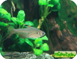 Hyphessobrycon bentosi