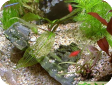 Aponogeton madagascariensis