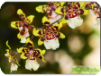 Oncidium
